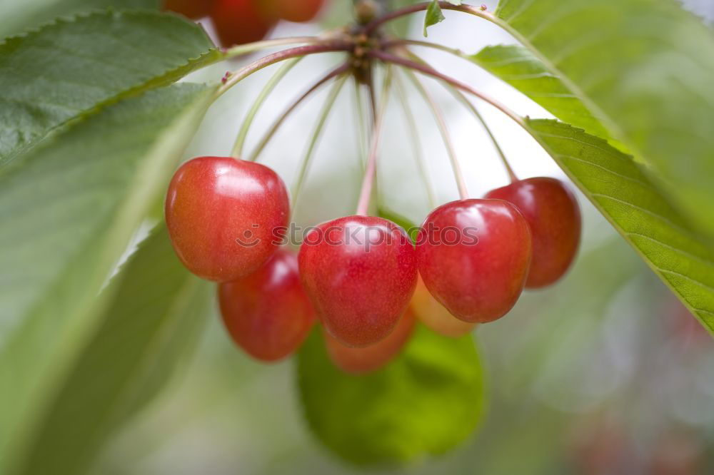 Similar – strawberry season Food