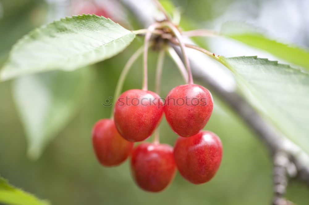 Similar – Image, Stock Photo cherries Fruit Nutrition