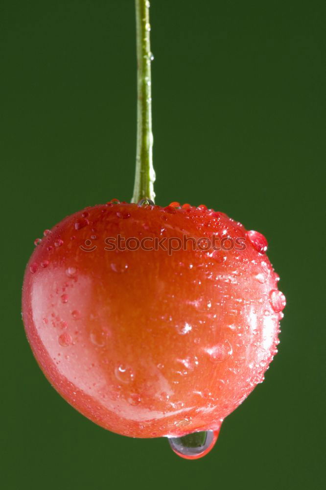 Similar – gooseberry Fruit Sun