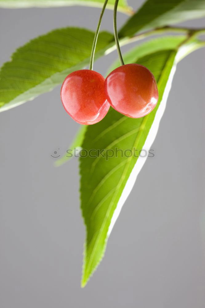 Similar – Image, Stock Photo European Pfaffenhütchen