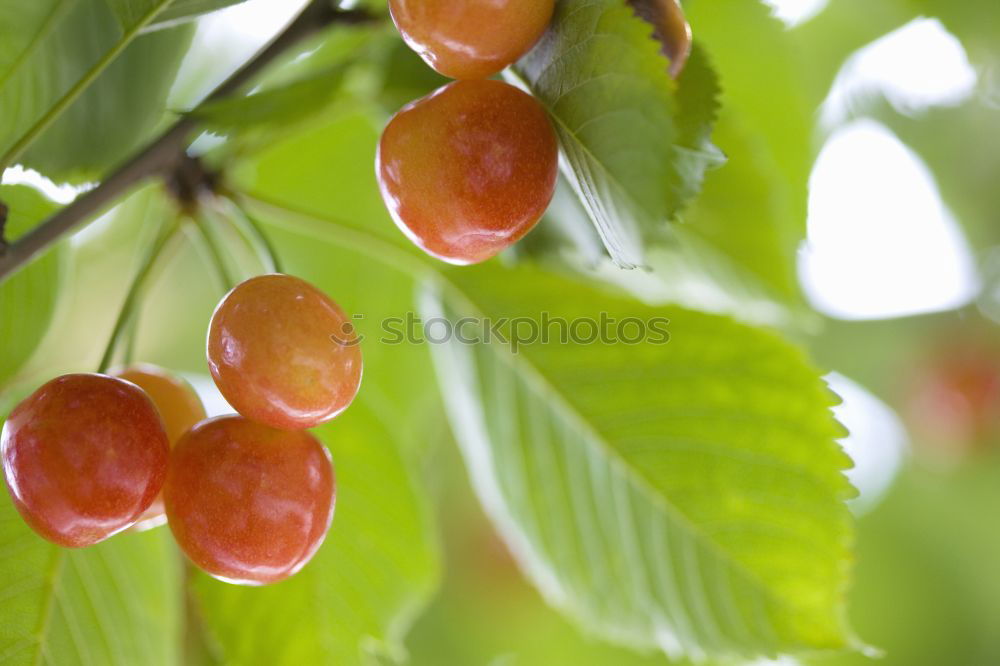 Similar – ripe mirabelles