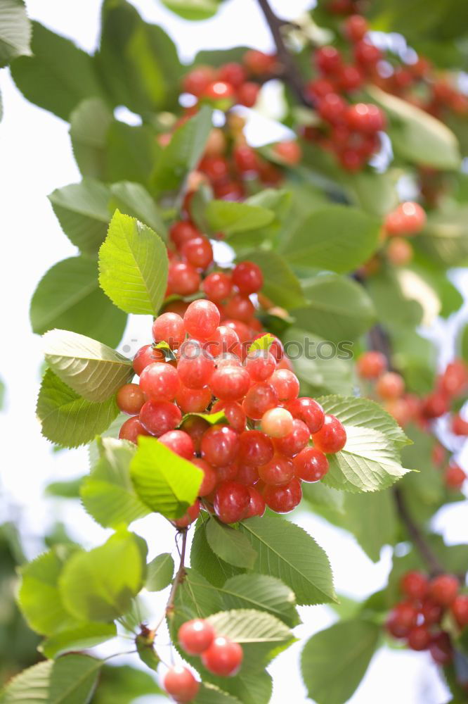 Similar – Image, Stock Photo dog rose Environment