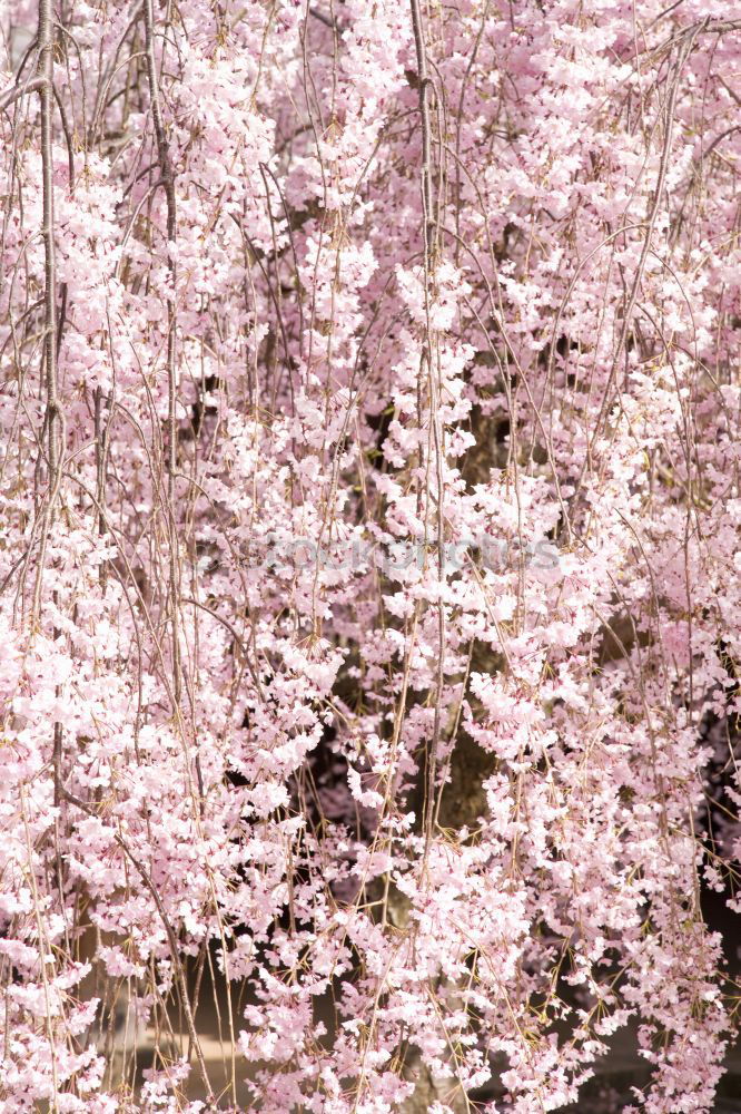 Similar – Image, Stock Photo Pink peach blossom Fruit