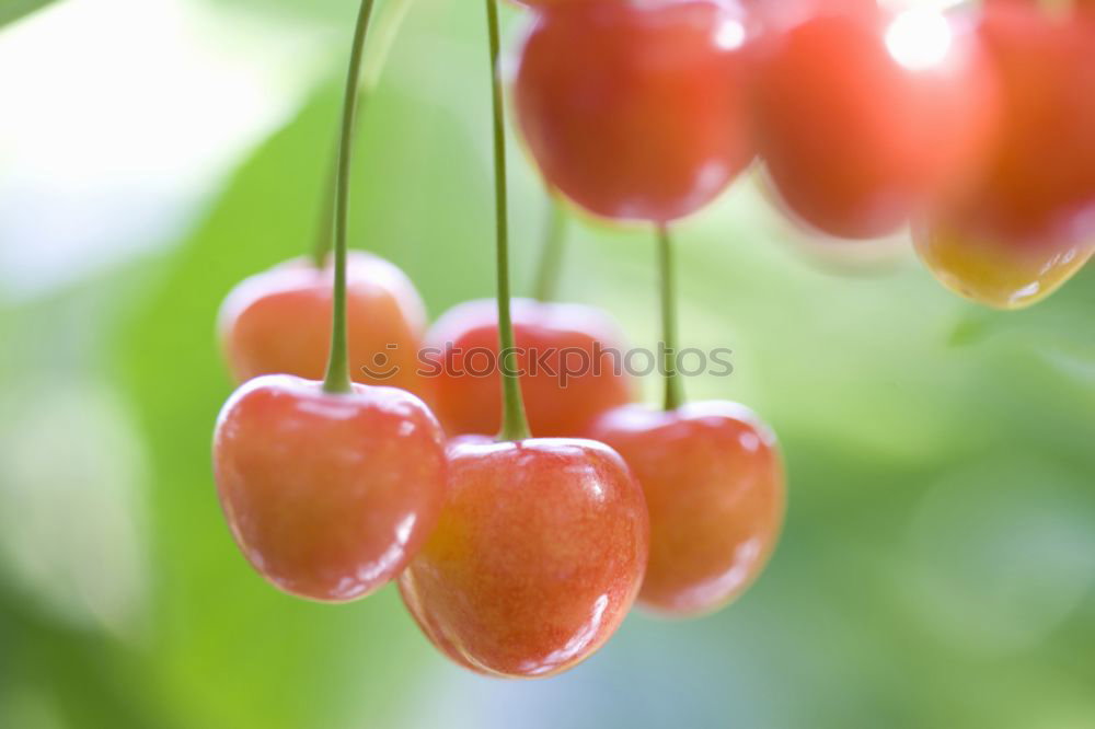 Similar – Image, Stock Photo unripe tomatoes Food