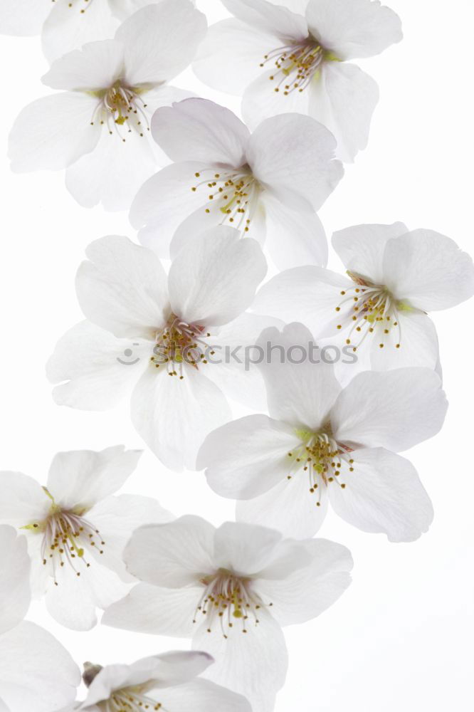 Similar – Image, Stock Photo Mystic flower II Flower