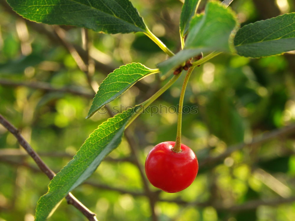 Similar – Kirschbaum Kirsche Blatt