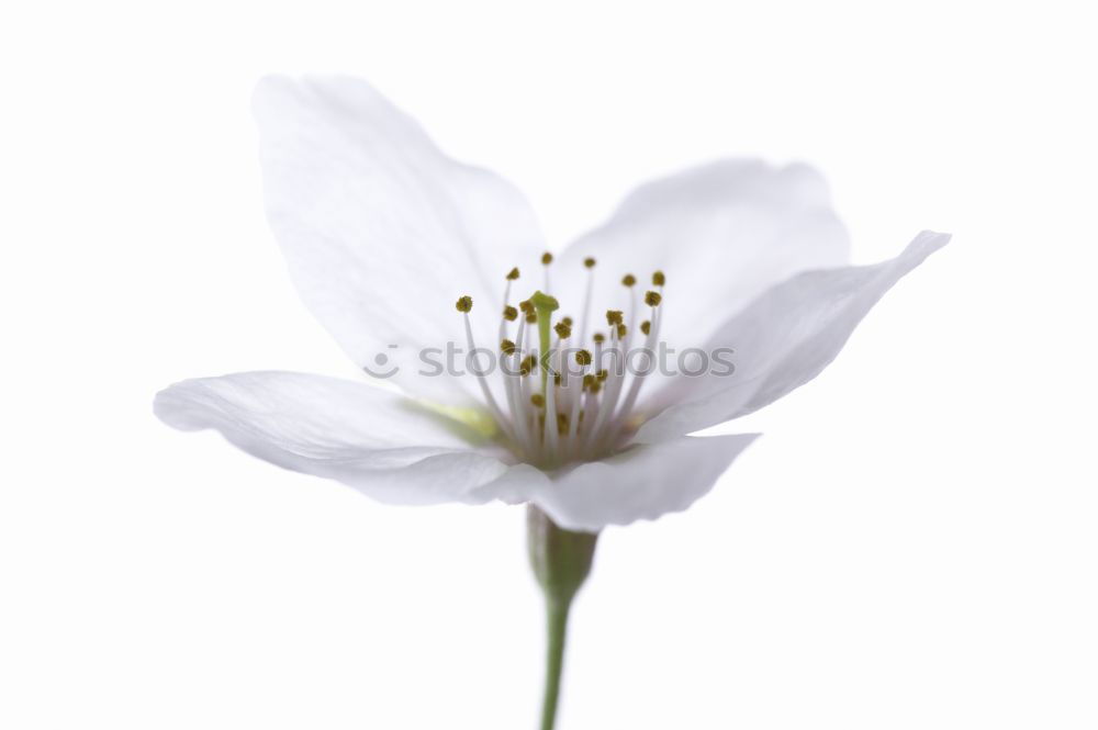 Similar – Image, Stock Photo French flax, linum narbonense,