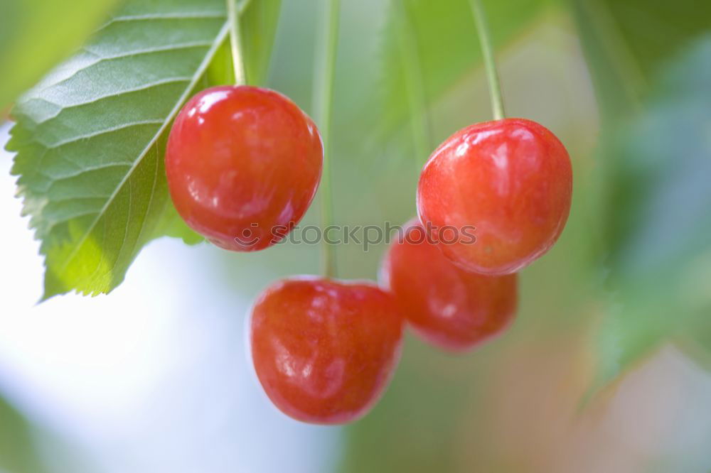 Similar – Image, Stock Photo cherries Fruit Nutrition