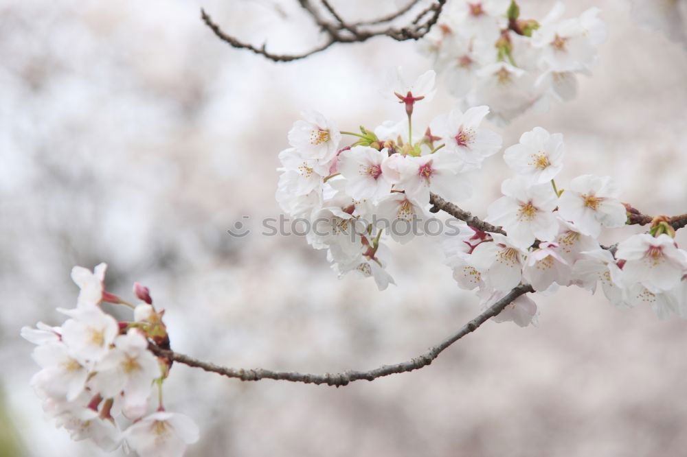 Similar – Image, Stock Photo Japanese cherry blossom