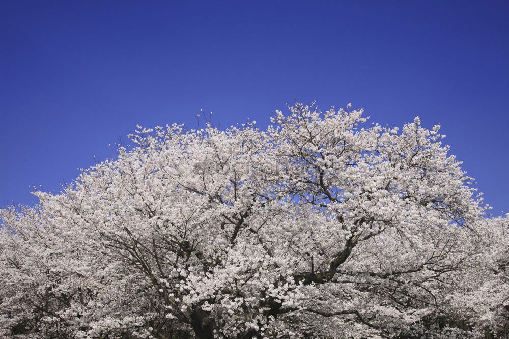 Similar – apple blossom Sky Tree