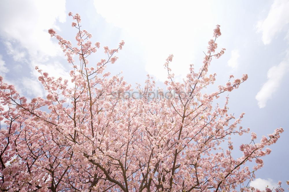 Similar – Image, Stock Photo WHITE vs. PINK Environment