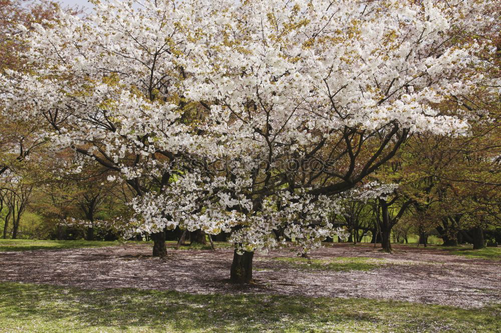 Similar – Apple blossom in Hohenlohe