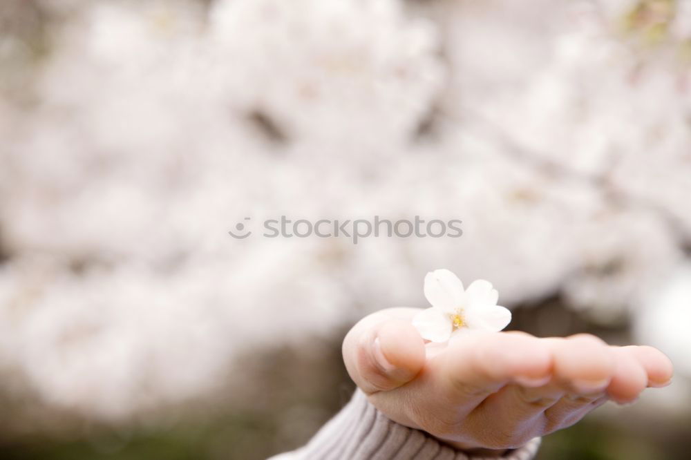 Similar – Baby hand with daisy