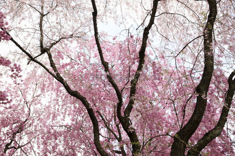 Similar – sakura Nature Plant Sky