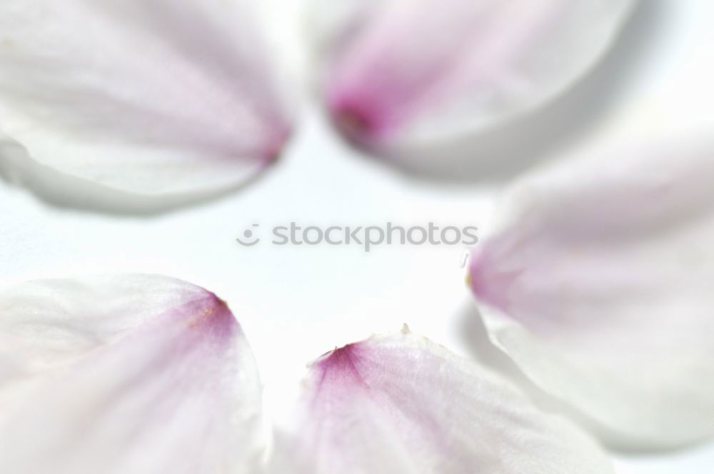 Similar – Image, Stock Photo For today I am a flower