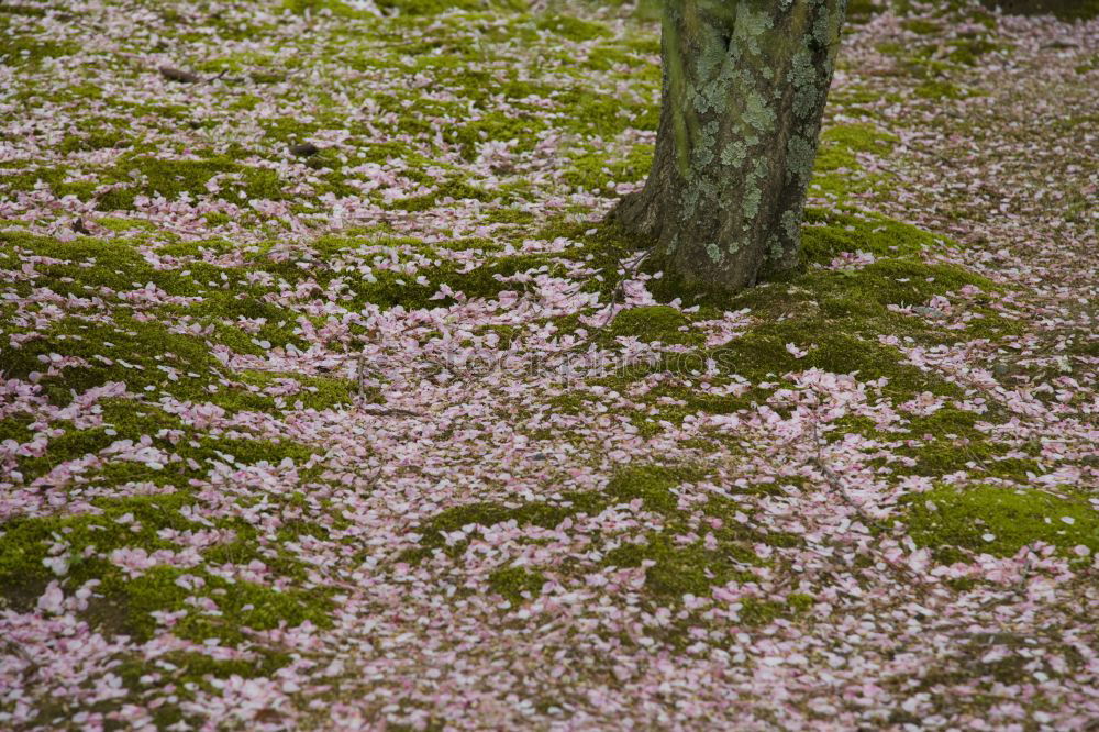 Similar – …Blossoms Umwelt Natur