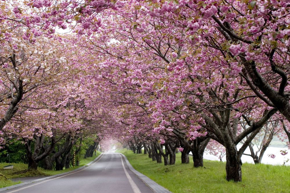 Similar – Image, Stock Photo pink dream Plant Spring