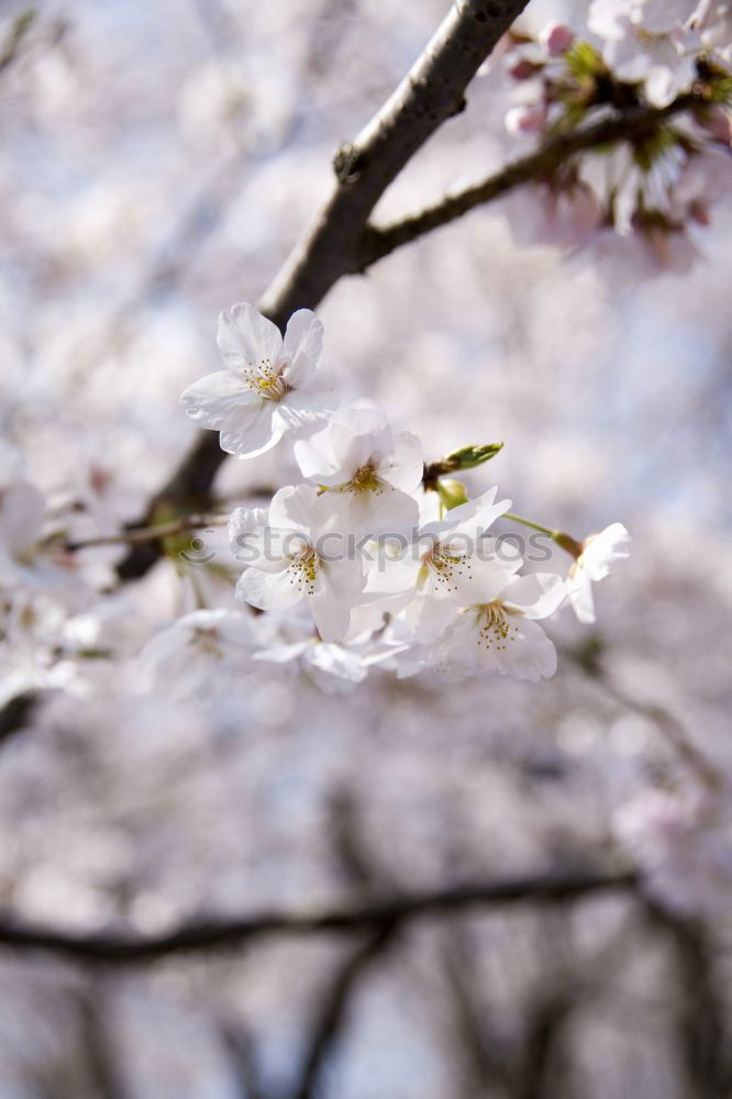 Similar – Image, Stock Photo spring Environment Nature