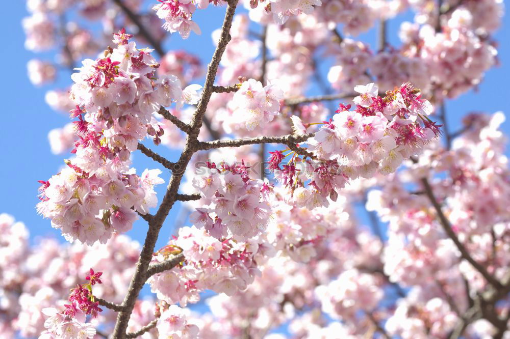 Image, Stock Photo magnolia tree Happy