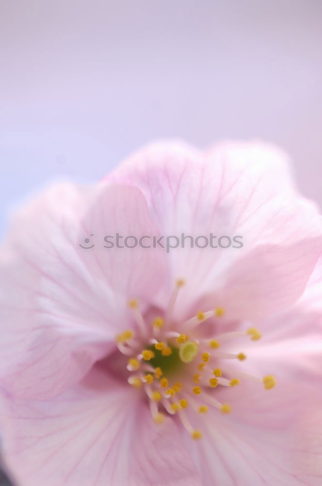 Similar – Image, Stock Photo Detailed view of an autumn anemone