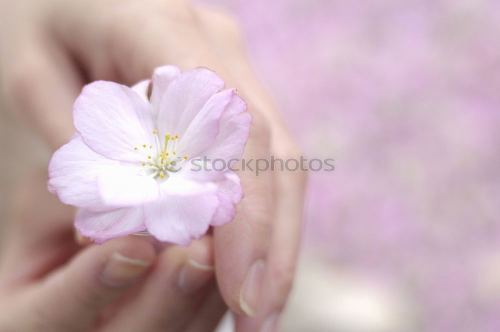 Similar – Baby hand with daisy