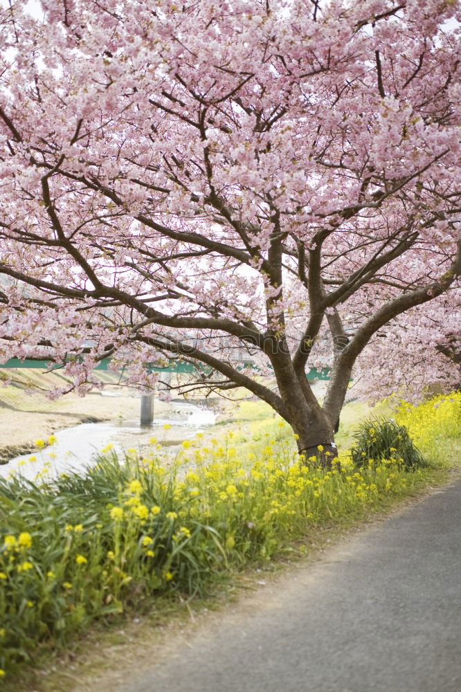 Similar – Image, Stock Photo pink dream Plant Spring