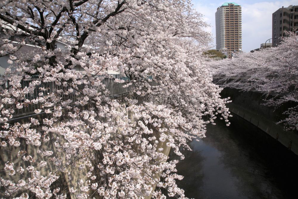 Similar – cherry blossoms #3 River