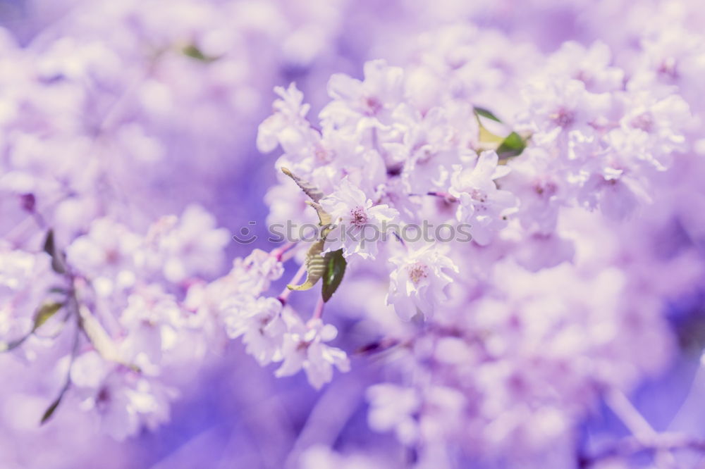 Similar – Lavender, background with bokeh