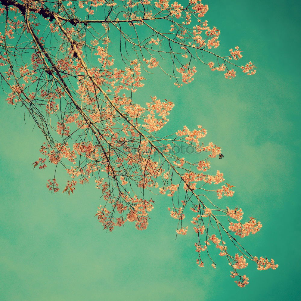 Similar – Image, Stock Photo japanese jump Blossom Tree