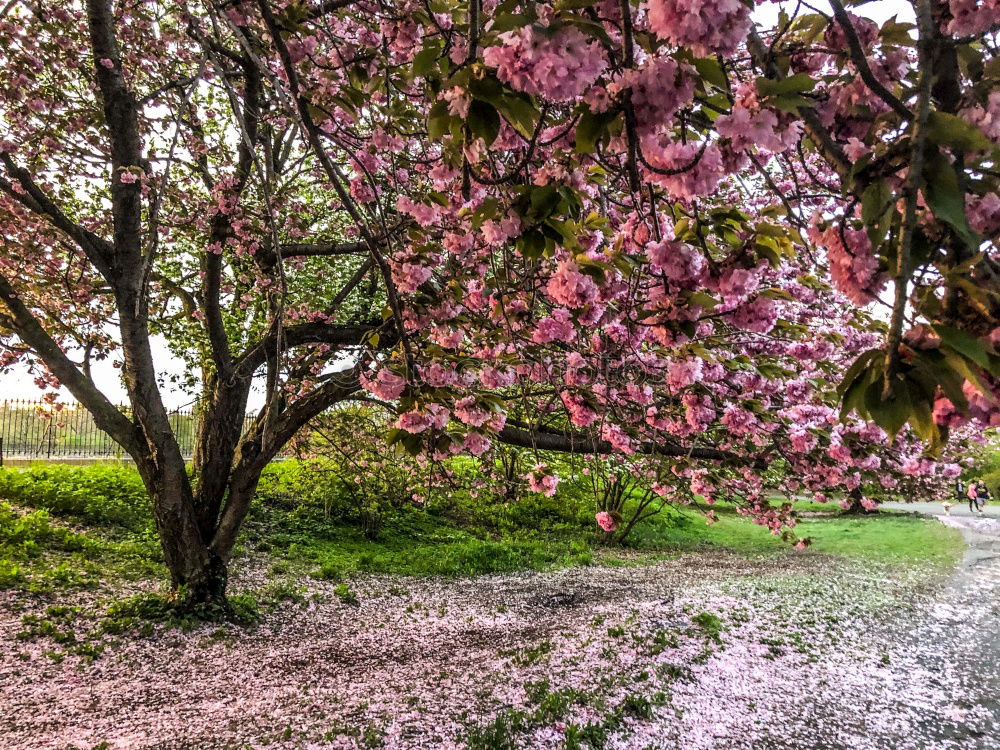 Similar – Image, Stock Photo pink dream Plant Spring