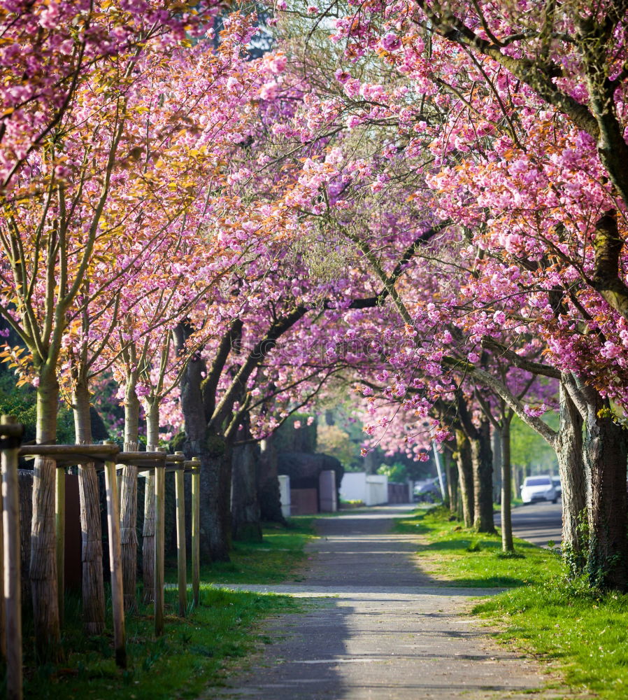 Image, Stock Photo pink dream Plant Spring