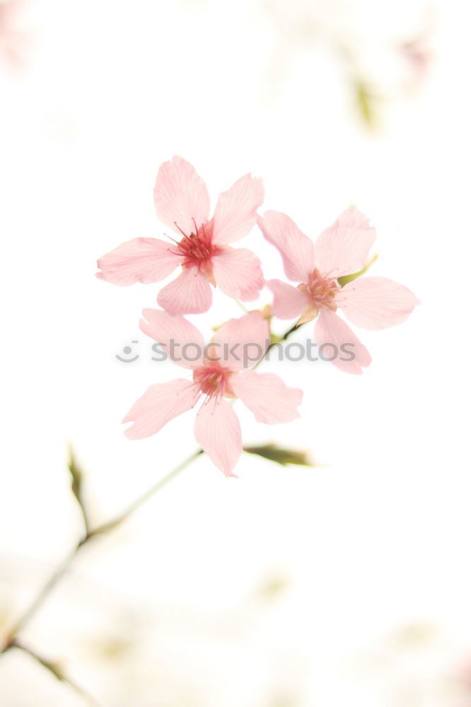 Similar – Last Cosmea Summer Plant