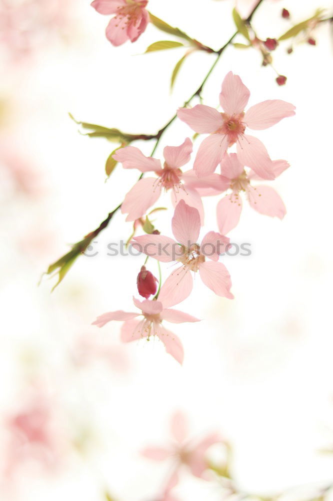 Similar – Sakura II Cherry blossom