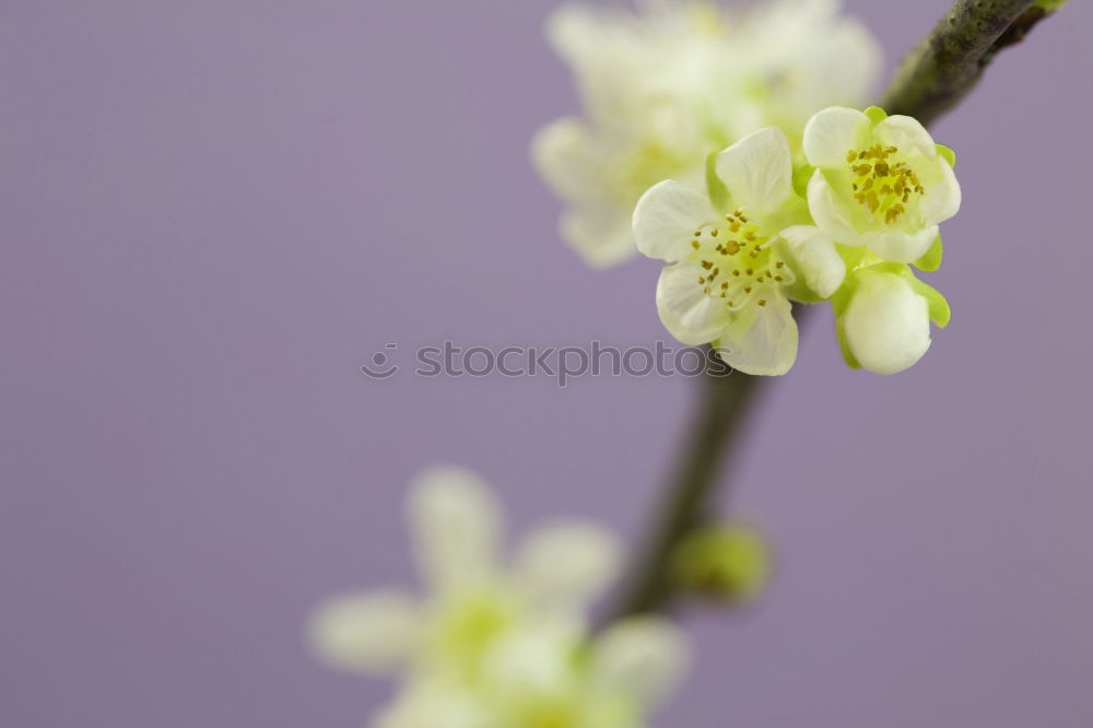 Similar – Goldglöckchen Natur