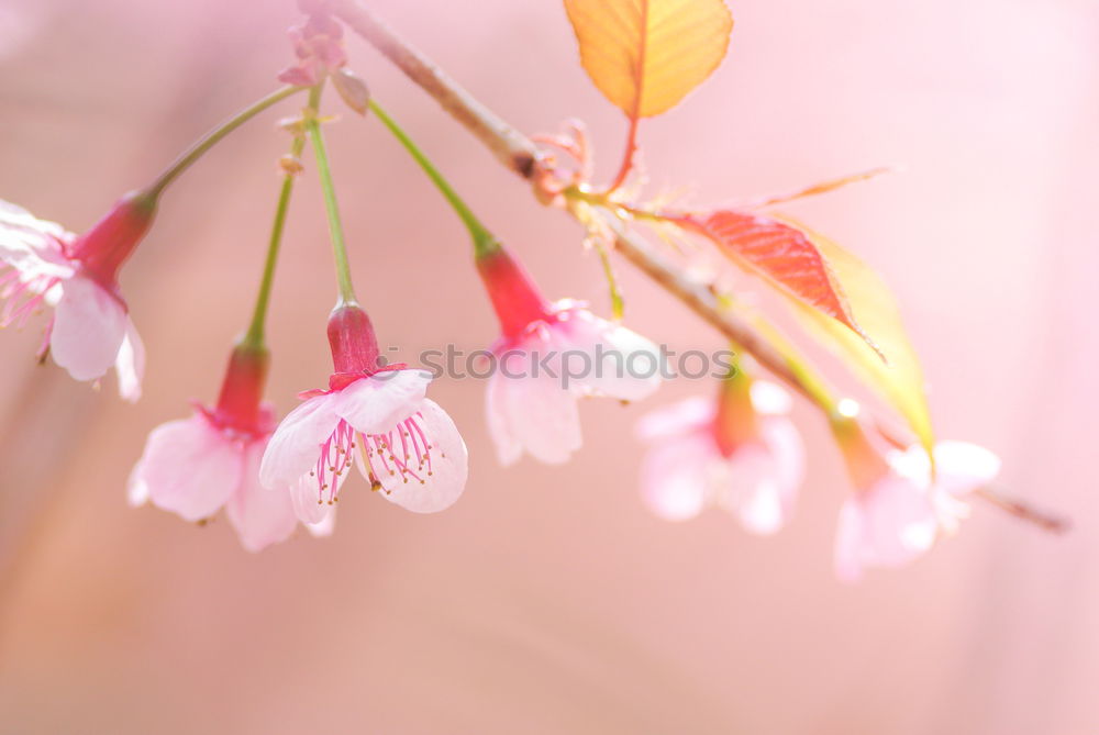 Similar – Image, Stock Photo Frangipani flowers on nature background