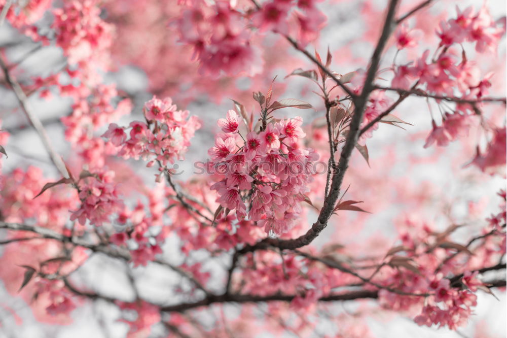 flower magic Nature Plant