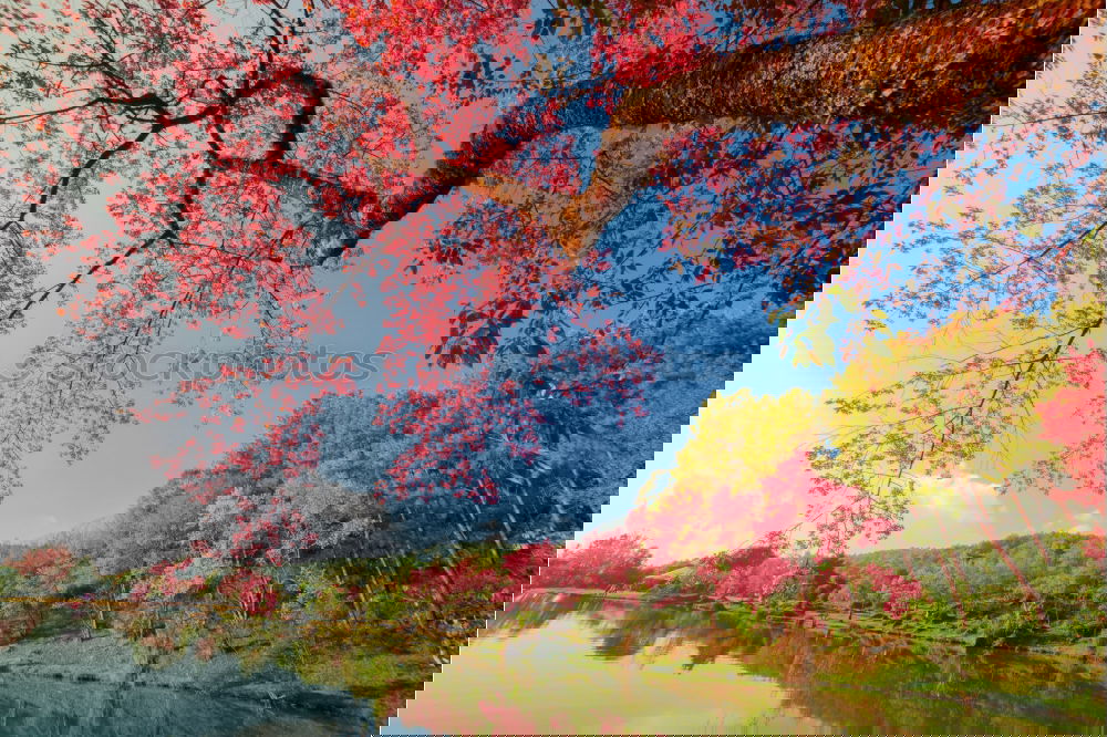 Similar – Foto Bild Weidenbaum Umwelt Natur