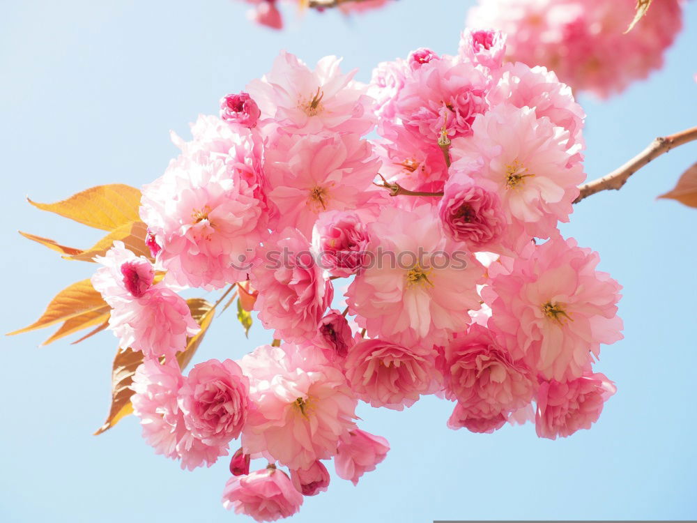 Image, Stock Photo resistance Spring Blossom