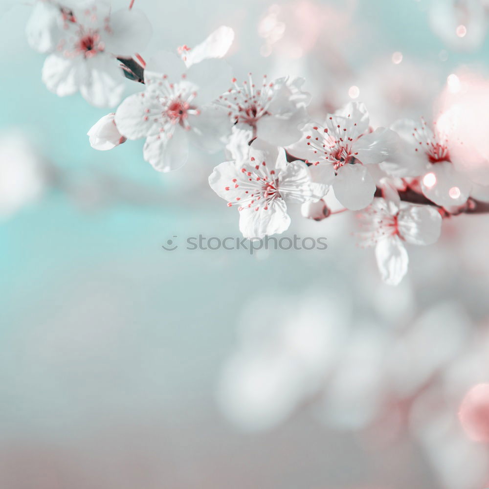 Similar – White spring cherry blossom on blue background