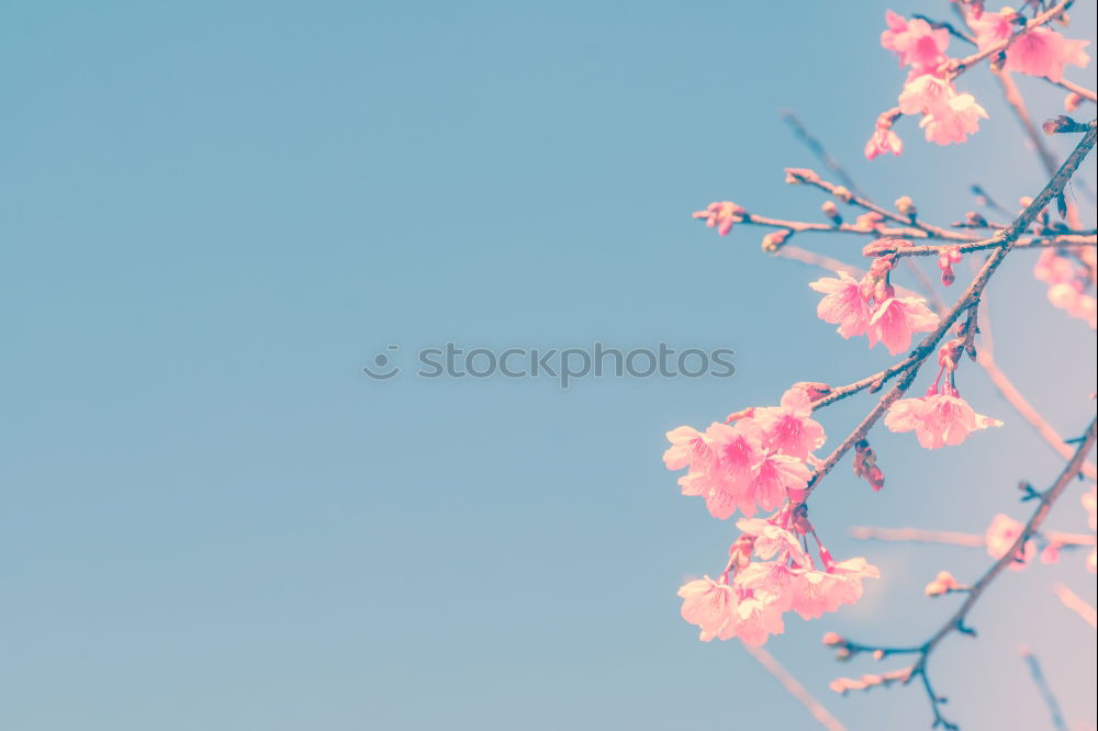 Similar – Image, Stock Photo Small white veil herb flowers on light blue