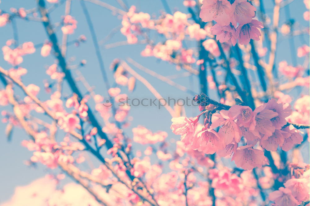 Similar – Image, Stock Photo soft cherry blossom Nature