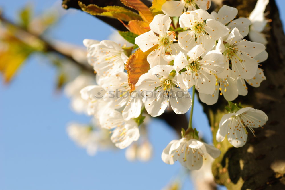 Similar – Image, Stock Photo tree blossoms Spring Tree