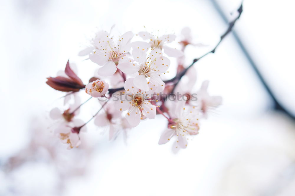 Similar – Image, Stock Photo cherry Environment Nature