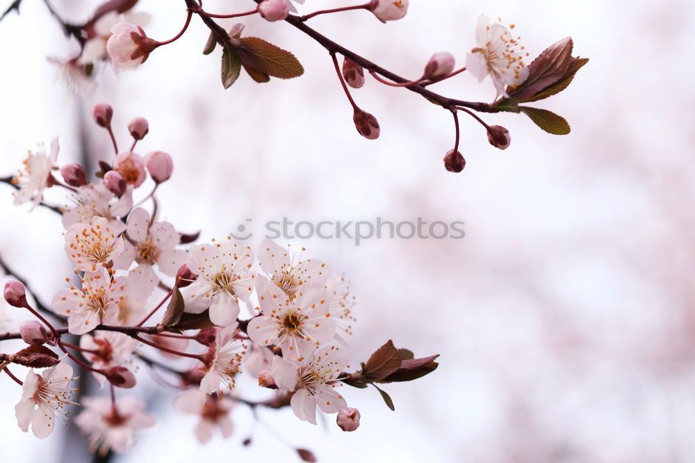 Similar – Image, Stock Photo cherry blossoms Nature