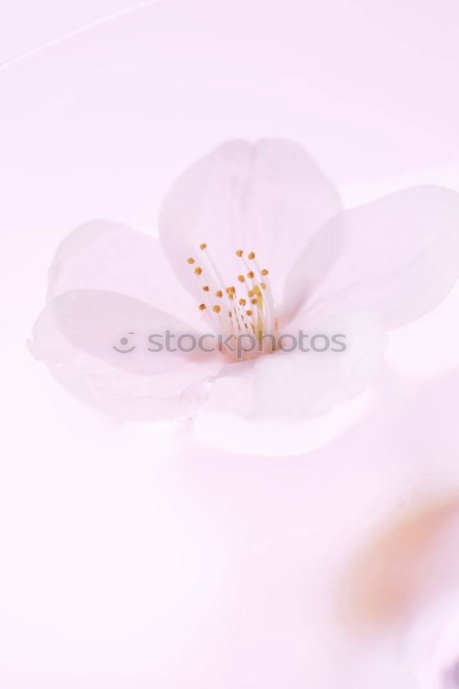 Similar – Image, Stock Photo Wellness Flower Beautiful