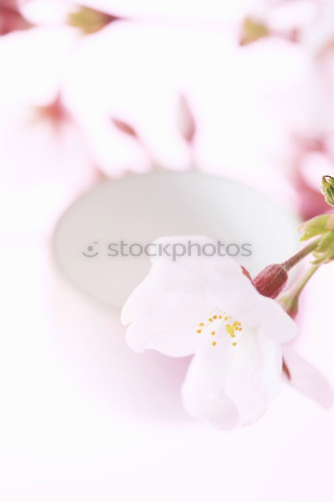 Similar – Image, Stock Photo Beautiful spa or wellness with flowers and lotion