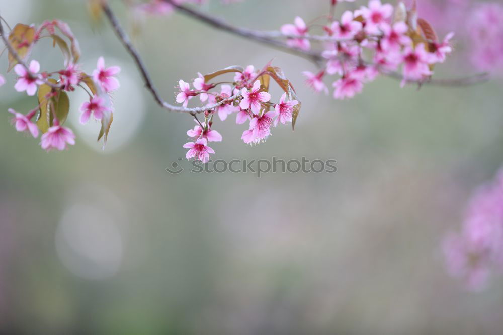 Similar – Foto Bild Frühlingserwachen Winter