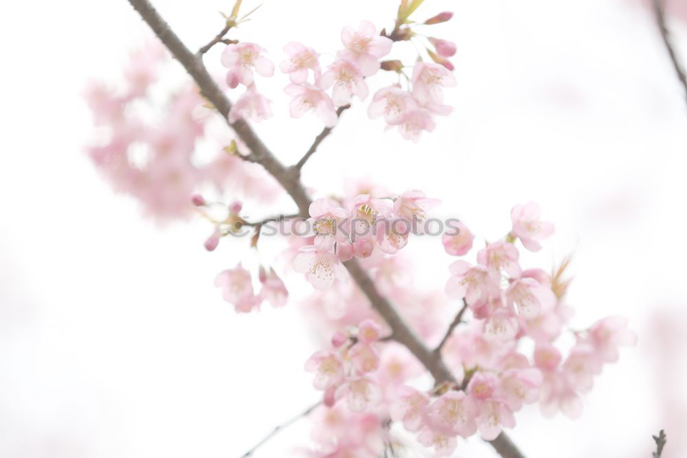 Similar – Sakura II Cherry blossom