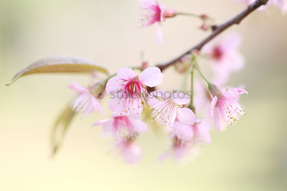 Similar – Image, Stock Photo Spring Awakening IV Maple Branch