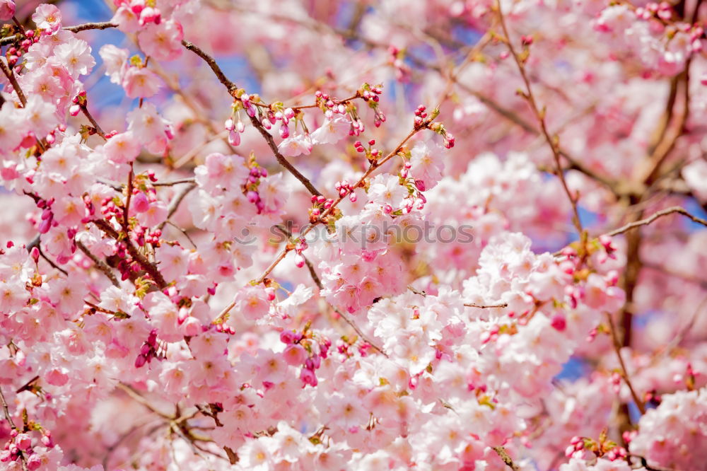 Similar – Image, Stock Photo Magnolienblüten